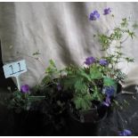 Four Hardy Perennial Geraniums (11)