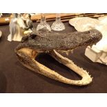 Taxidermy alligator head L: 25 cm