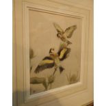 Framed print of Goldfinches on thistle 23 x 18 cm