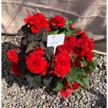 One Begonia Basket (1)