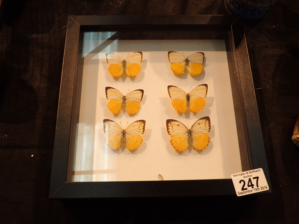 Framed and glazed butterfly display