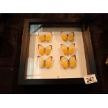Framed and glazed butterfly display