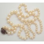 Victorian single strand of graduated pearls having a ( presumed and unmarked ) gold clasp set with