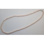 Contemporary strand of non nucleated pearls having a 9ct white gold clasp L: 64 cm