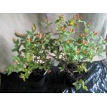 Two Autumn flowering Hypericum in 5L pot (6)