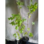 5ft Ornamental Tulip trees (8)