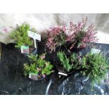 Six Large potted Heather (7)