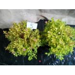 Two Pink Spirea shrubs in 4L pots (5)