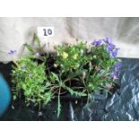 Six large pot Perrenials to include Violas Gazinias Platycodon and Poppies (10)