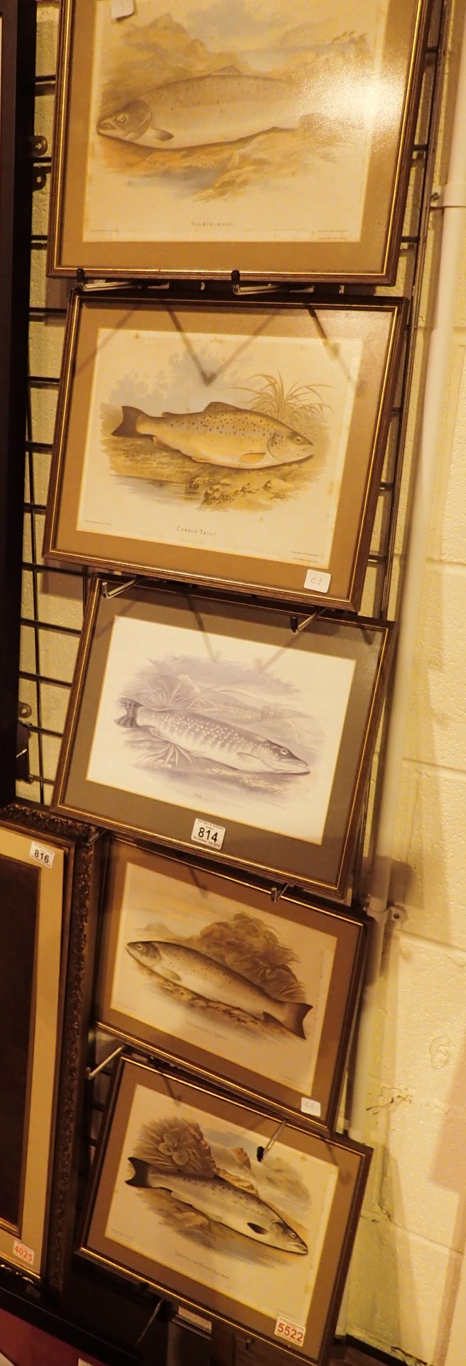 Five framed and glazed prints of fish fr