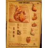 Doctors blown plastic medical heart chart 45 x 60 cm