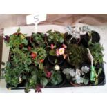 Fifteen mixed potted plants (5)