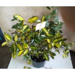 Evergreen Eleagnus (8)