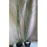 Two 5ft Spring flowering broom (6)