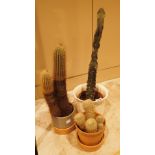 Three cactus plants ( beware of spines )