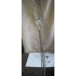 Three 6ft open ground silver birch trees (10)