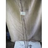 Three 6ft open ground silver birch trees (1) CONDITION REPORT: All electrical items