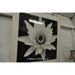 *Hiroyuki Arakawa, photographic print of a large white flower, 77 x 77cm.