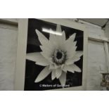 *Hiroyuki Arakawa, photographic print of a large white flower, 77 x 77cm. (Lot subject to VAT)