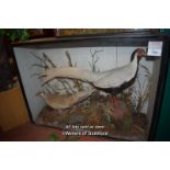 CASED TAXIDERMY OF TWO BIRDS