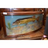 BOW FRONTED CASED TAXIDERMY OF A PIKE (27134 WPO)