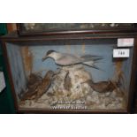 CASED TAXIDERMY OF THREE BIRDS