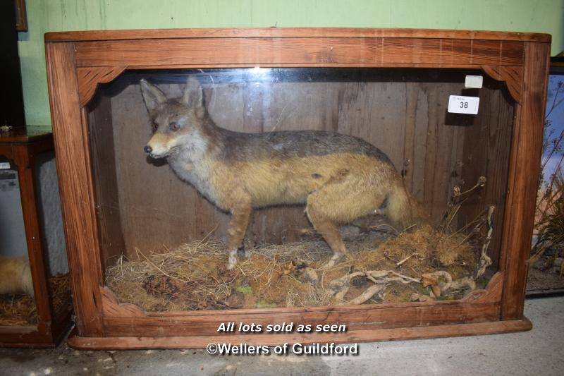 CASED TAXIDERMY OF A RED FOX, PINE CASE 101CM WIDE