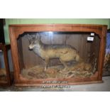 CASED TAXIDERMY OF A RED FOX, PINE CASE 101CM WIDE