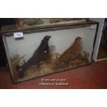 CASED TAXIDERMY OF A PAIR OF GROUSE