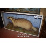 CASED TAXIDERMY OF A BADGER