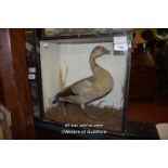 CASED TAXIDERMY OF AN EGYPTIAN GOOSE