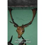 MOUNTED FALLOW DEER HEAD