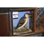 CASED TAXIDERMY OF A RAZORBILL