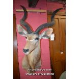 WALL MOUNTED TAXIDERMY ANTELOPE'S HEAD