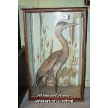 CASED TAXIDERMY OF A GREY HERON, CASE 79CM HIGH