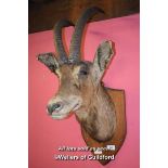 WALL MOUNTED TAXIDERMY KUDU HEAD