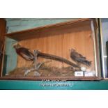 CASED TWO TAXIDERMY BIRDS