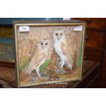 CASED TAXIDERMY OF A PAIR OF BARN OWLS (10841 EDSJ)