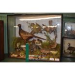 CASED EIGHT TAXIDERMY BIRDS INCLUDING A PHEASANT