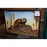 CASED TAXIDERMY OF A POLECAT AND GREY SQUIRREL