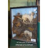 CASED TWO TAXIDERMY STOATS