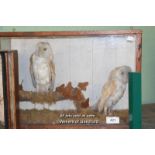 CASED PAIR OF TAXIDERMY BARN OWLS