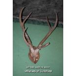 PAIR OF RED DEER ANTLERS WITH SKULL CAP