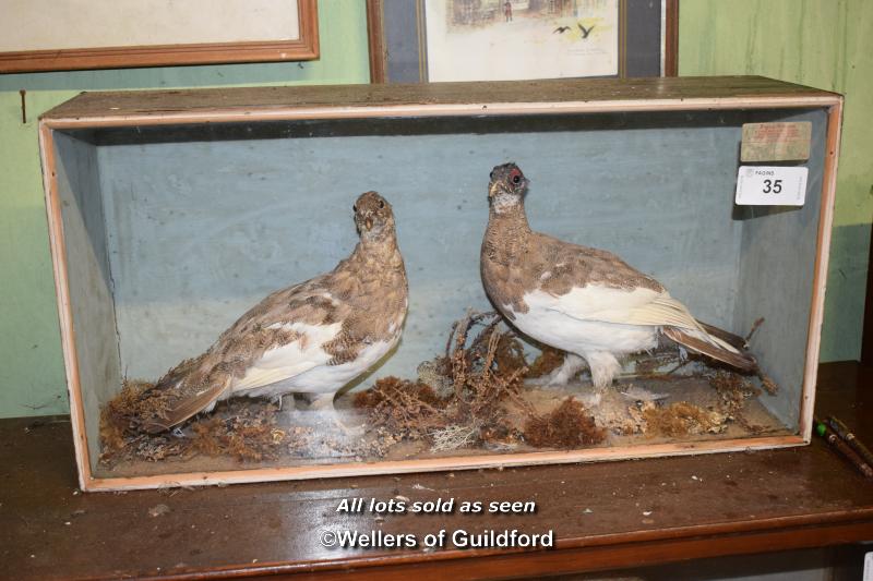 CASED PAIR OF TAXIDERMY PTARMAGAN, CASE 67CM WIDE