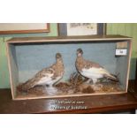 CASED PAIR OF TAXIDERMY PTARMAGAN, CASE 67CM WIDE