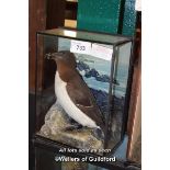 CASED TAXIDERMY OF A RAZORBILL