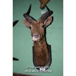 MOUNTED ANTELOPE HEAD