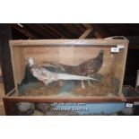 LARGE CASE CONTAINING TWO TAXIDERMY PHEASANTS