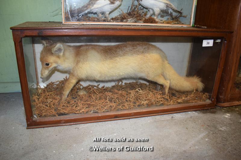 CASED TAXIDERMY OF A RED FOX, MAGHOGANY CASE 122CM WIDE