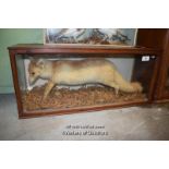 CASED TAXIDERMY OF A RED FOX, MAGHOGANY CASE 122CM WIDE